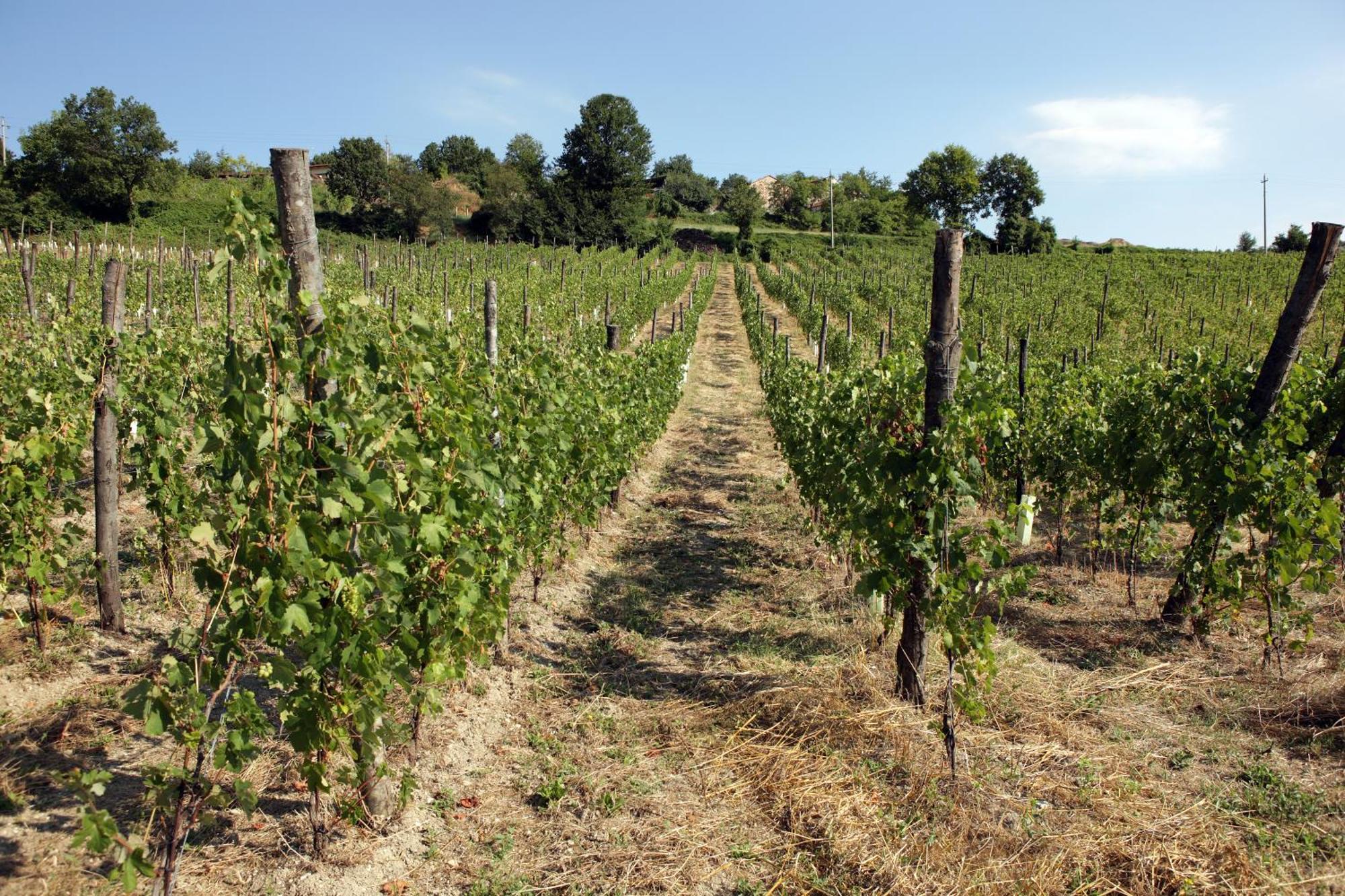 Podere Pradarolo Varano deʼ Melegari Exterior foto